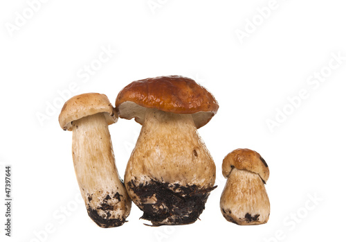 mushrooms isolated