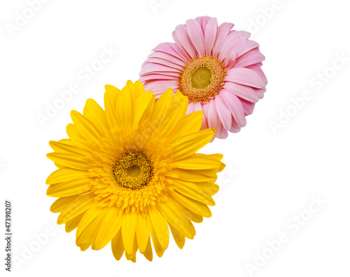 gerbera flowers isolated