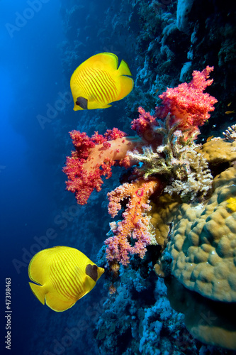 Wallpaper Mural Underwater image of coral reef and Masked Butterfly Fish Torontodigital.ca