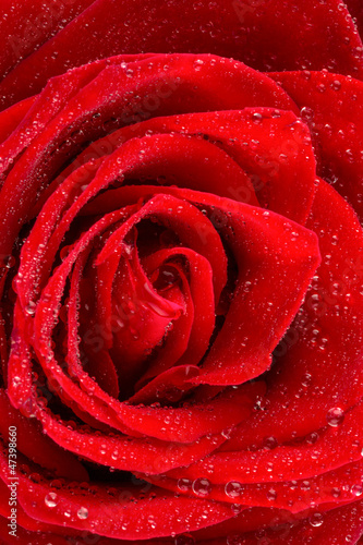 Fototapeta Naklejka Na Ścianę i Meble -  Rote Rose mit Wassertropfen