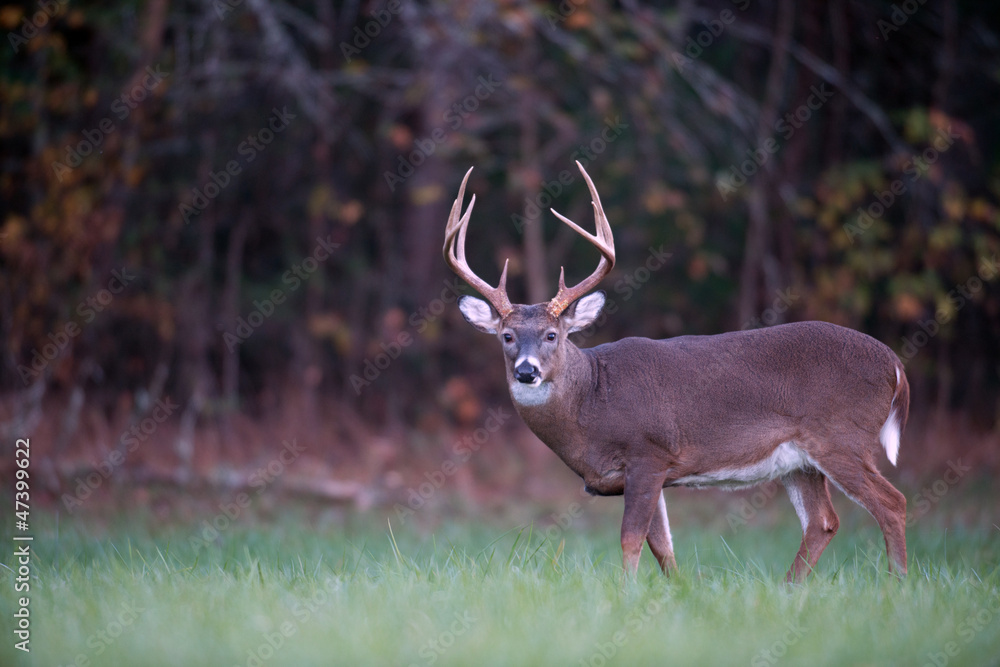 Large whitetail deer