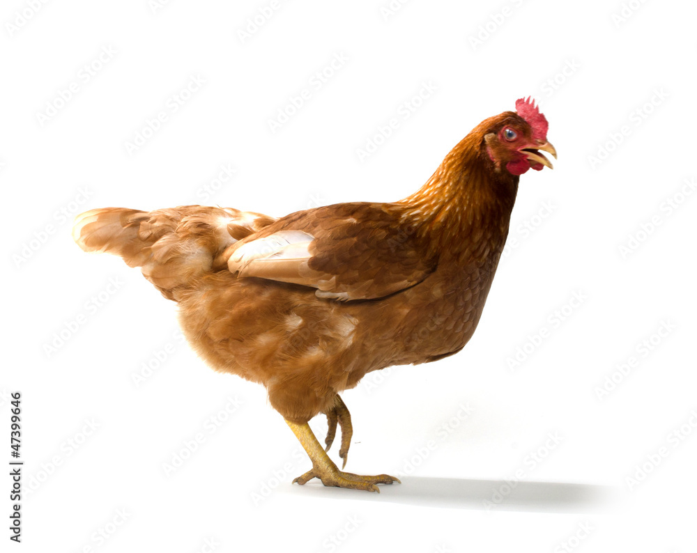 Fototapeta premium Red sex link chicken