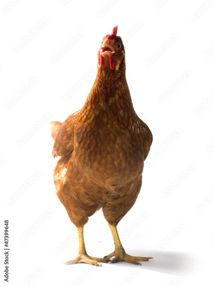 Red sex link chicken
