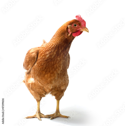 Obraz na płótnie Red sex link chicken