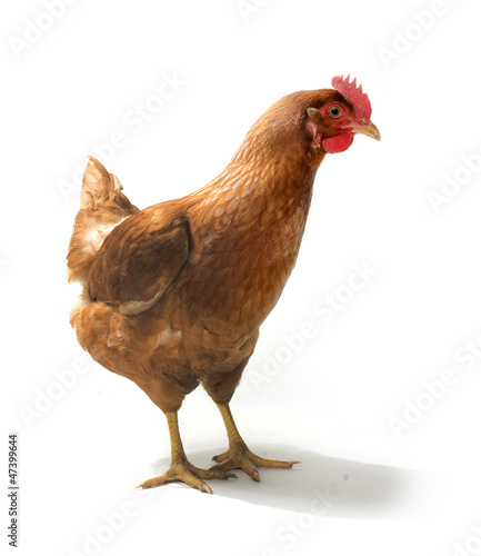 Red sex link chicken