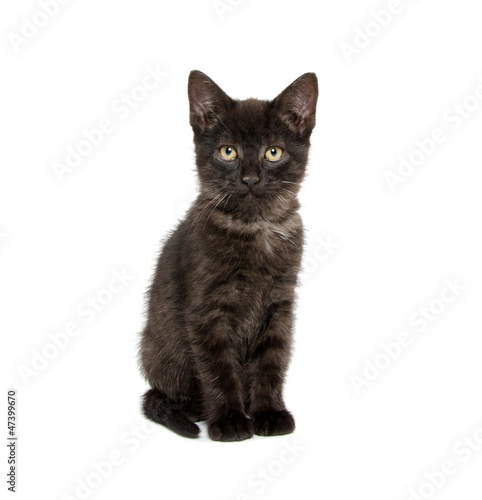 Fototapeta Naklejka Na Ścianę i Meble -  Cute black kitten