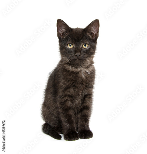 Cute black kitten