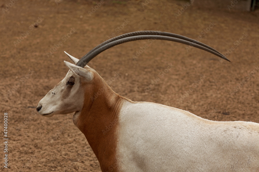 Εκτύπωση καμβά L'Oryx blanc