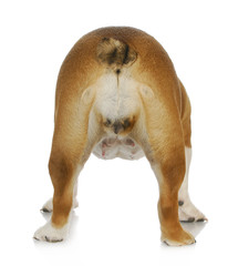 female dog
