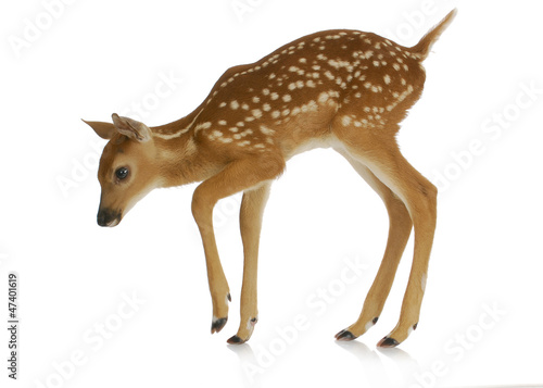 Cuadro en lienzo fawn