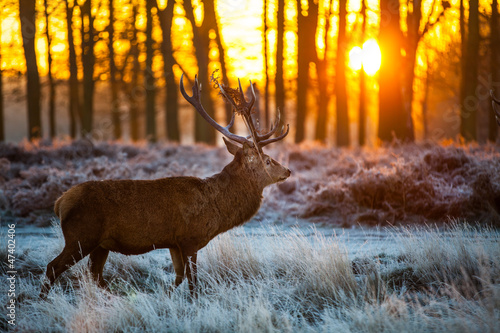 Red deer