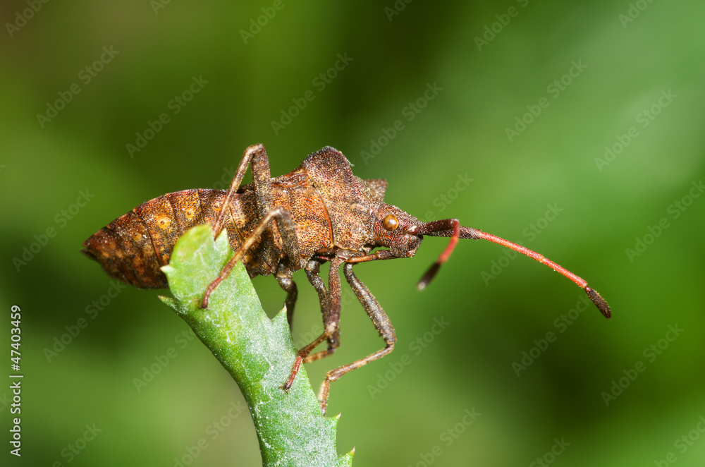 Squash bug Squash bug