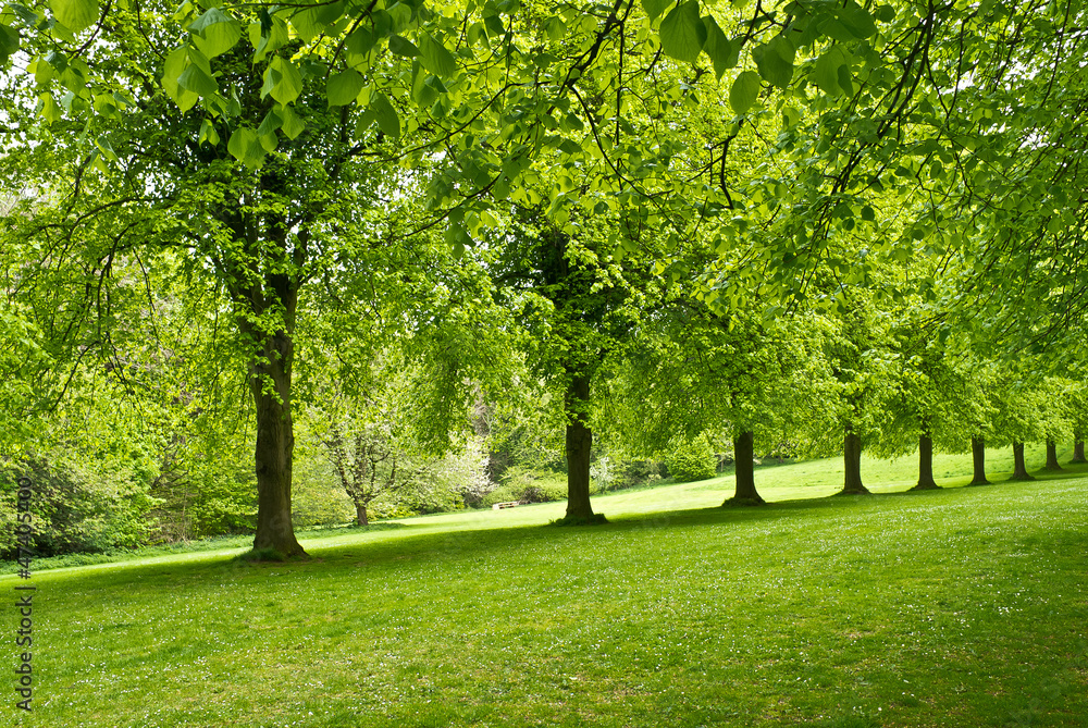 Fototapeta premium Treeline in Belfast,Northern Ireland.