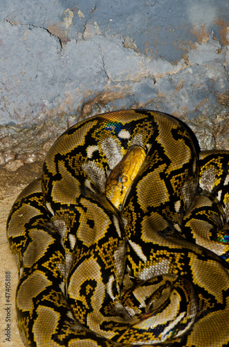 Close up of Reticulated Python snake photo