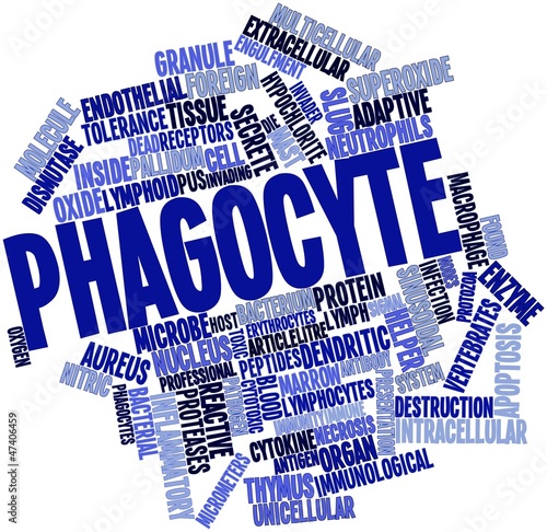 Word cloud for Phagocyte photo