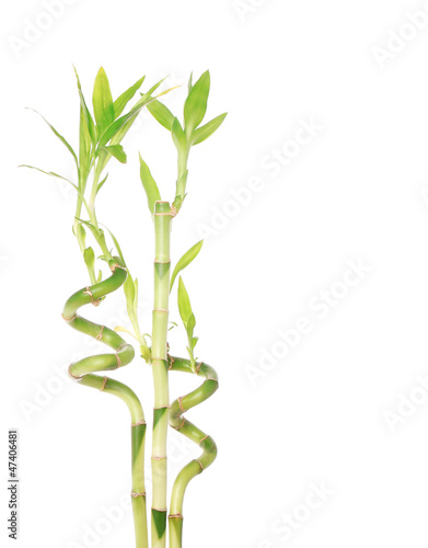 beautiful green bamboo isolated on white