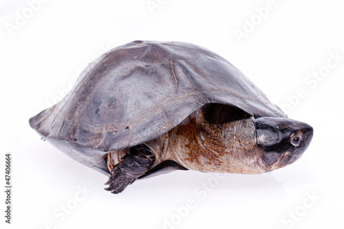 Turtle in isolated  on white background
