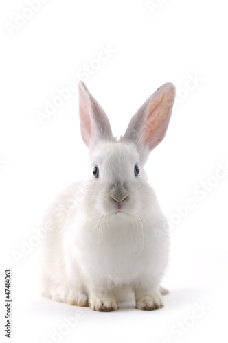 Funny rabbit © camellias