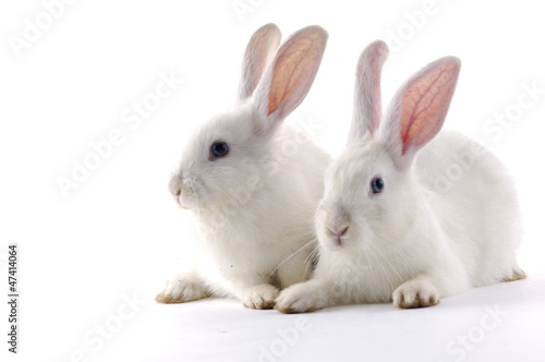 adorable two rabbit