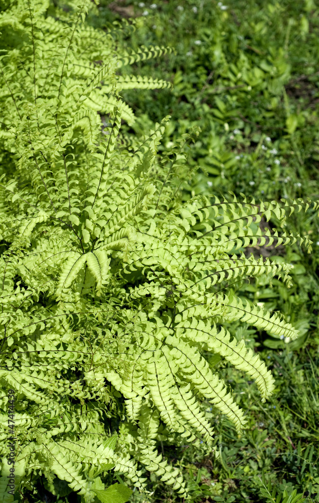 Pfauenradfarn, Adiantum pedatum