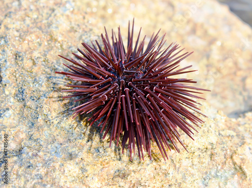 Sea urchin © vav63