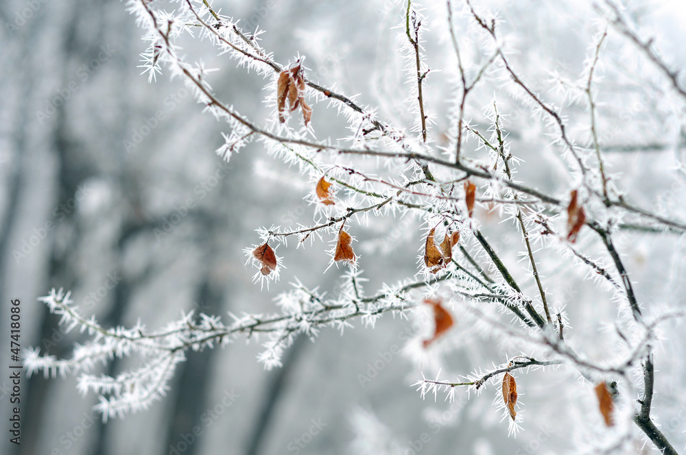 tree branch with dry leaves covered with hoarfrost rime tree branch with dry leaves covered with hoarfrost rime