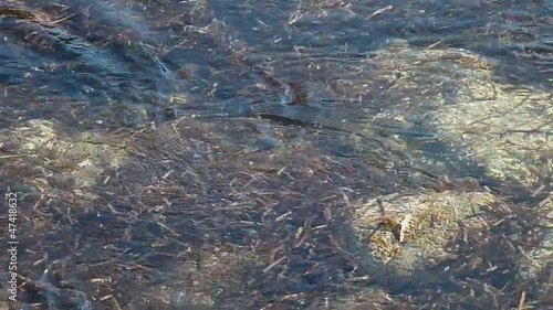 movimento d'alghe tra gli scogli di la maddalena 1