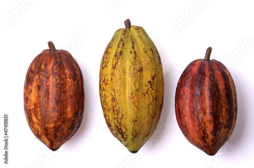 Frische Kakao Früchte