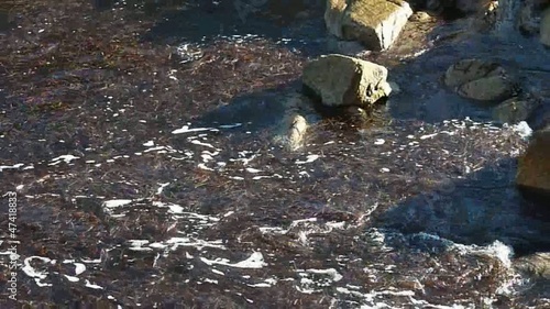 movimento d'alghe tra gli scogli di la maddalena 3