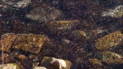 movimento d'alghe tra gli scogli di la maddalena 5