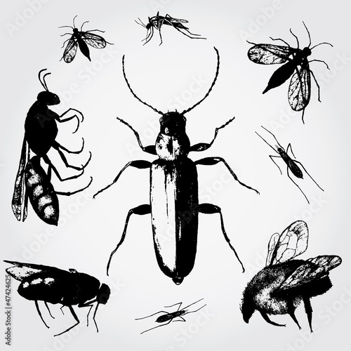 Insects