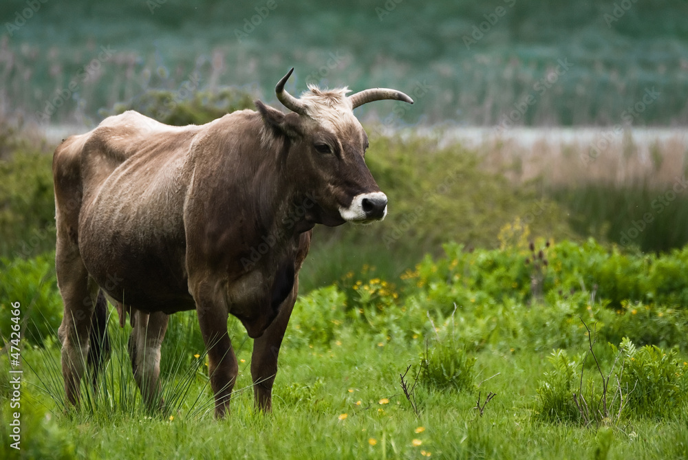 Cow in the field