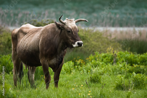 Fototapeta Naklejka Na Ścianę i Meble -  Cow in the field