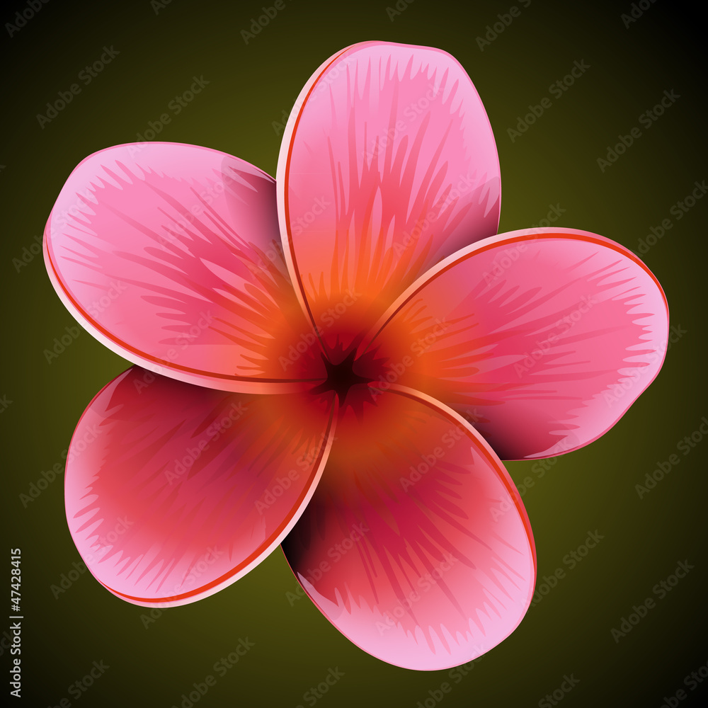 Fototapeta premium Plumeria flower illustration