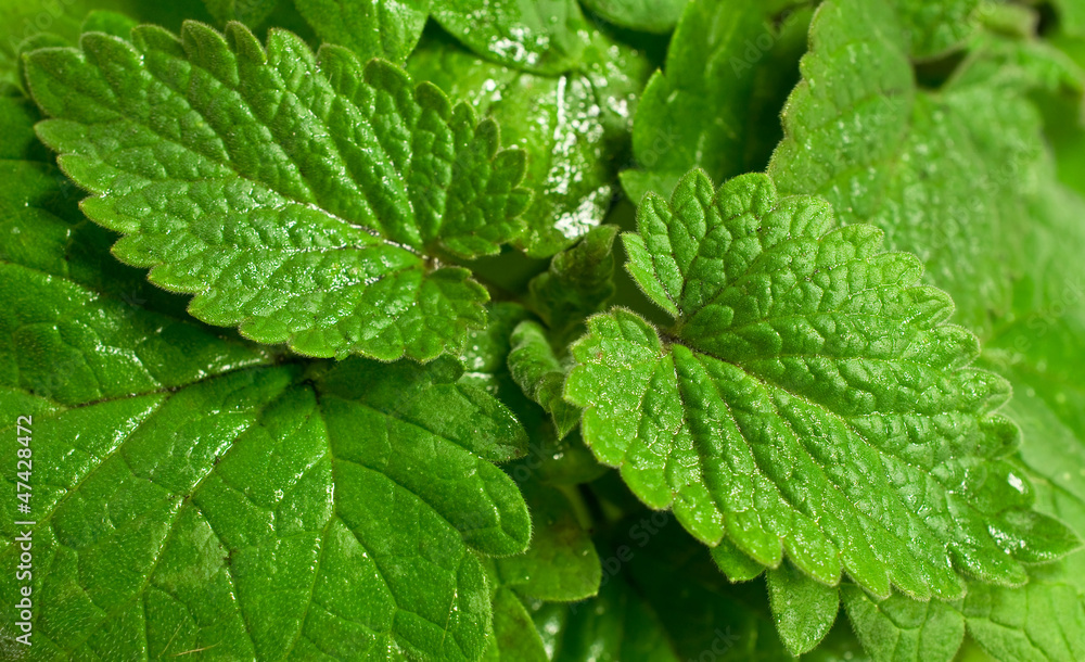 background with fresh mint background with fresh mint