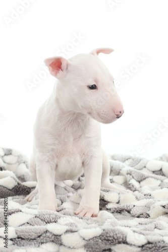 Bull terrier puppy on a blanket