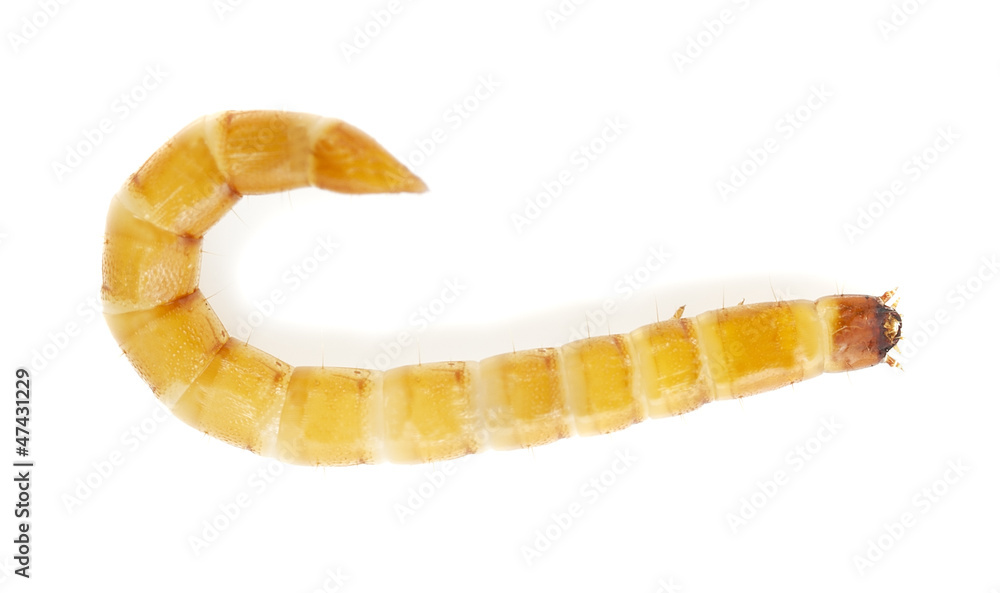 Naklejka premium Click beetle larva isolated on white background, macro photo