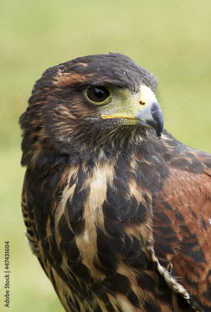 Fototapeta premium Harris hawk portrait