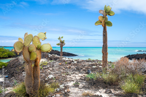 Galapagos coast photo