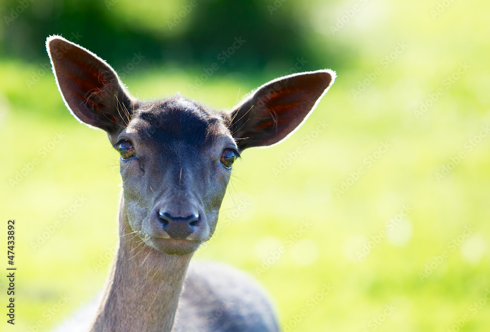 Fototapeta premium Young Fallow Deer Head backlit