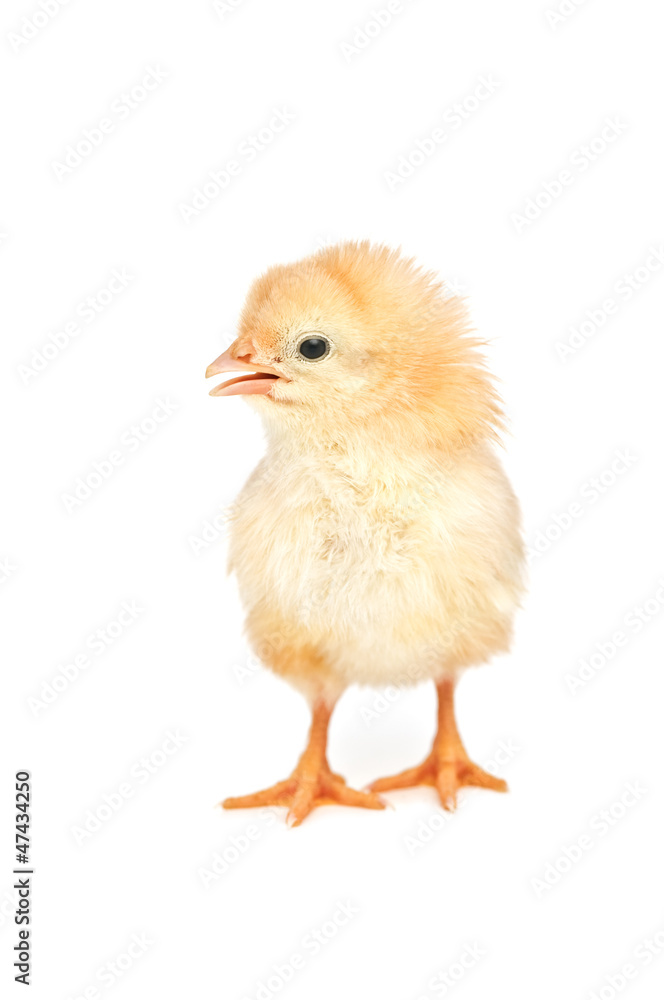 chicken chicken