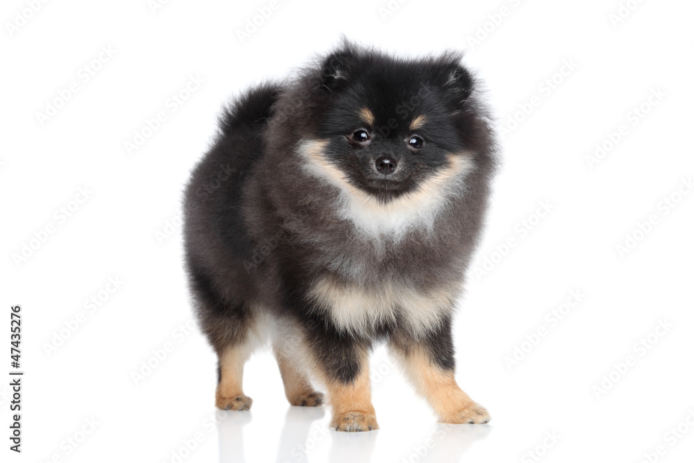Obraz premium Miniature spitz puppy on white background