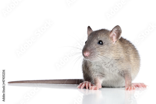 Tableau sur toile Rat on a white background