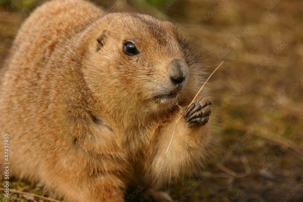 Black-tailed Prairie Marmot - Cynomys ludovicianus Black-tailed Prairie Marmot - Cynomys ludovicianus