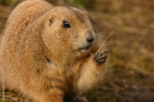 Black-tailed Prairie Marmot - Cynomys ludovicianus