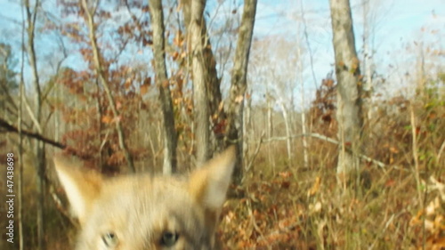 Coyote Male Attack photo