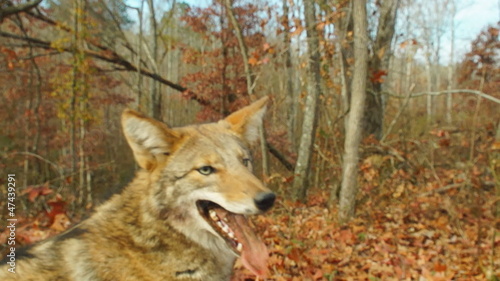 Alpha Male Coyote in Woods photo