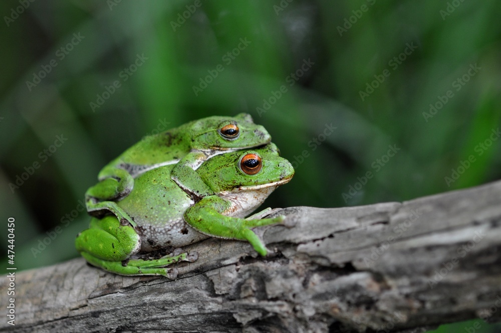 Naklejka premium 産卵期のモリアオガエル