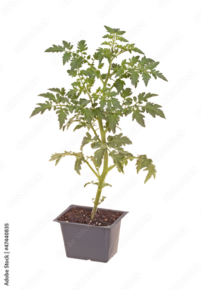 Cherry tomato seedling ready for transplanting Cherry tomato seedling ready for transplanting