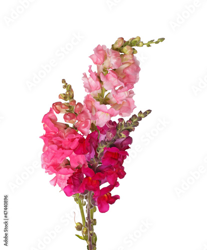 Stems of pink, red and purple shapdragon flowers isolated on whi photo